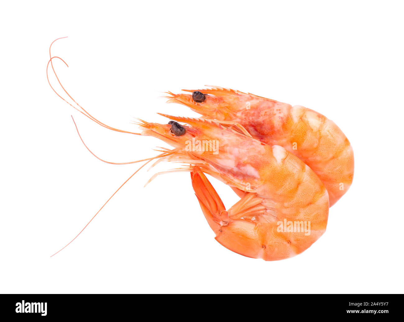 Due rossi di gamberi cotti o gamberi tigre isolati su sfondo bianco Foto Stock