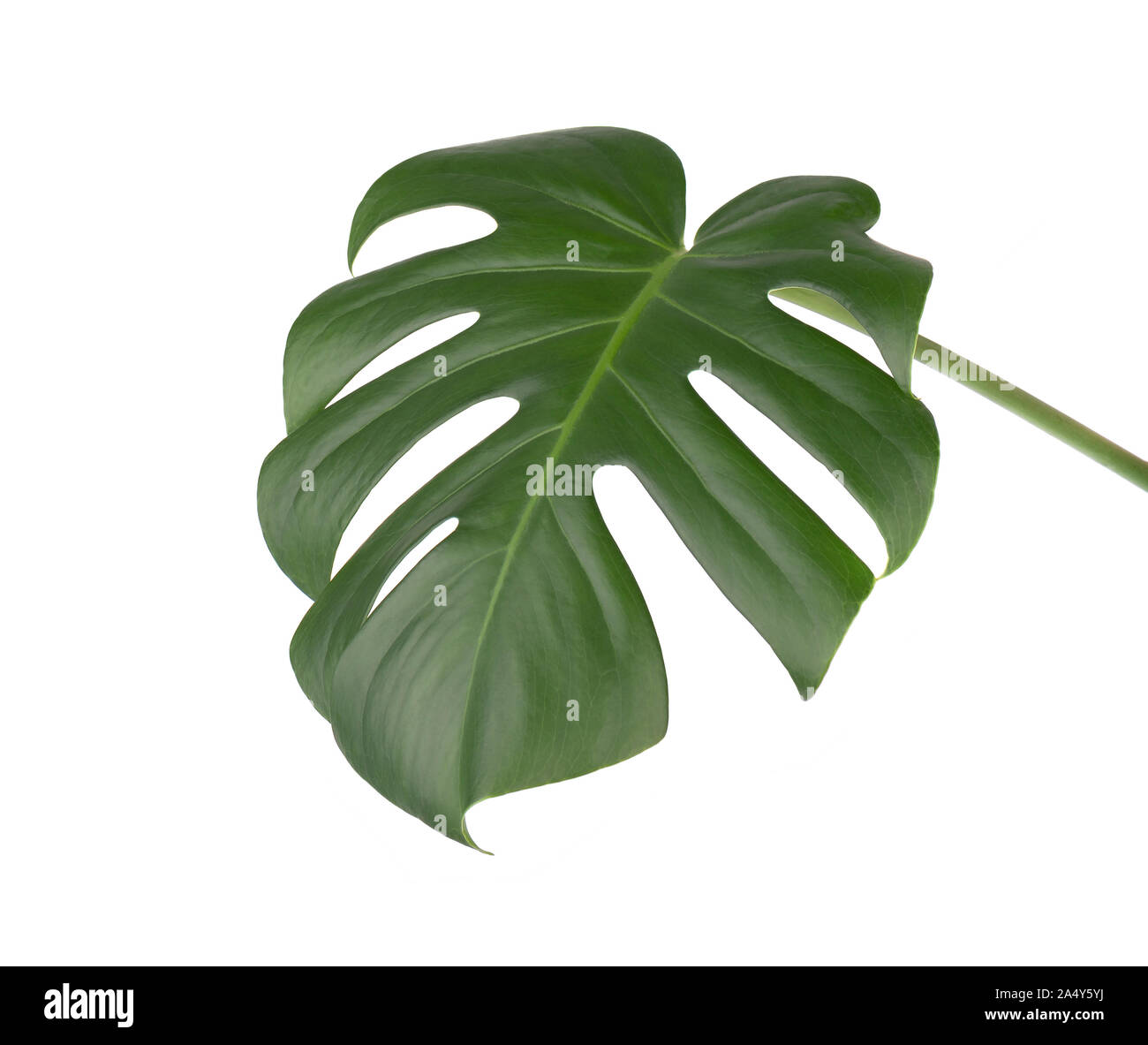 La giungla tropicale foglie di monstera isolato, il formaggio svizzero impianto, isolati su sfondo bianco Foto Stock