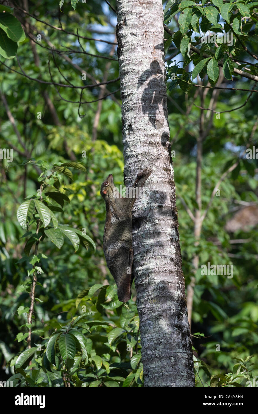 Il Sunda lemuri volanti (Galeopterus variegatus), noto anche come: la malese lemuri volanti o colugo: la malese, è una specie di colugo.. Sono Colugos arbore Foto Stock