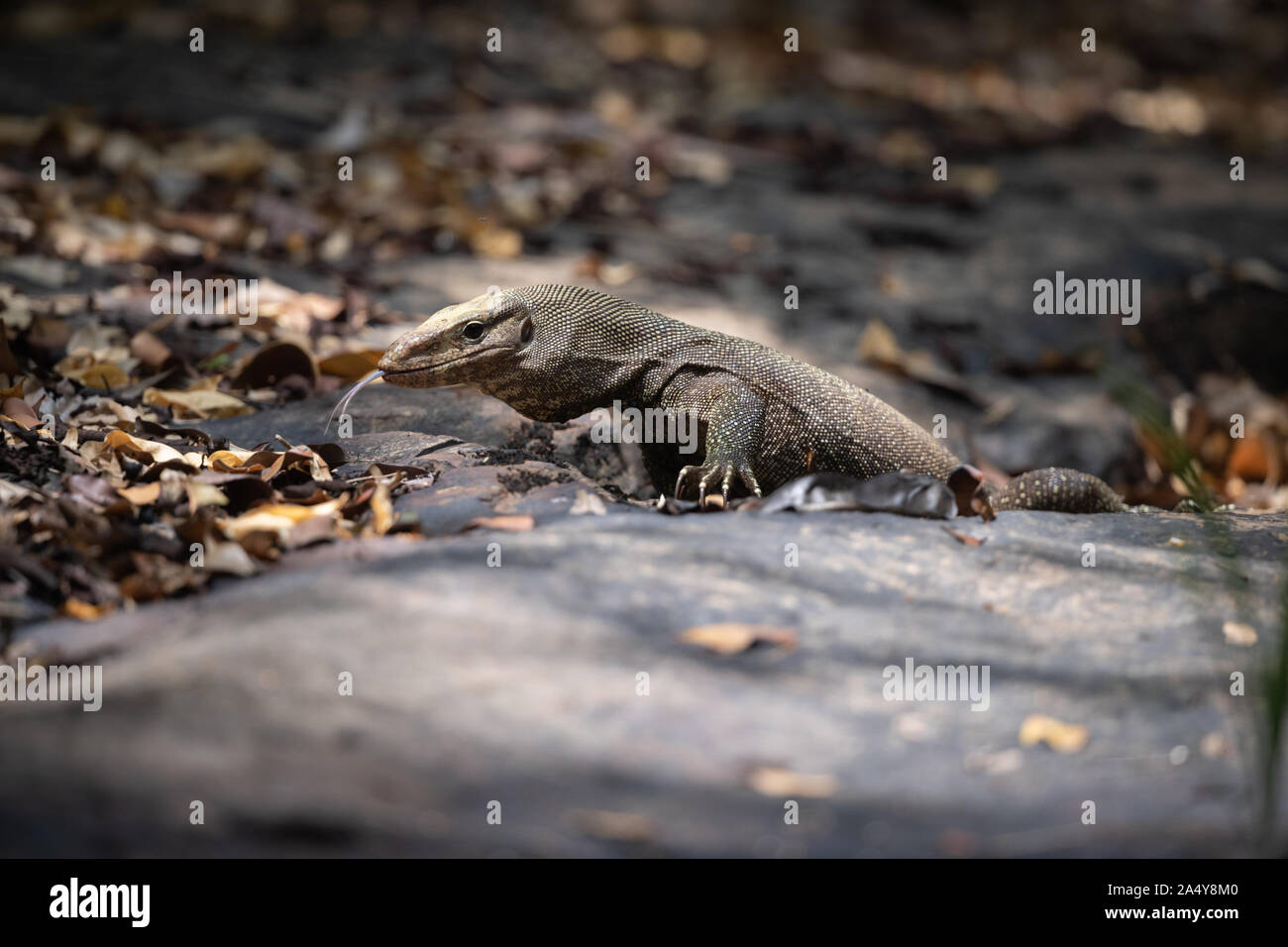 Il offuscato monitor (Varanus nebulosus) è una specie di lucertola monitor, nativo di Birmania, Tailandia e Indocina a Malaysia occidentale e Singapore, Java e Foto Stock