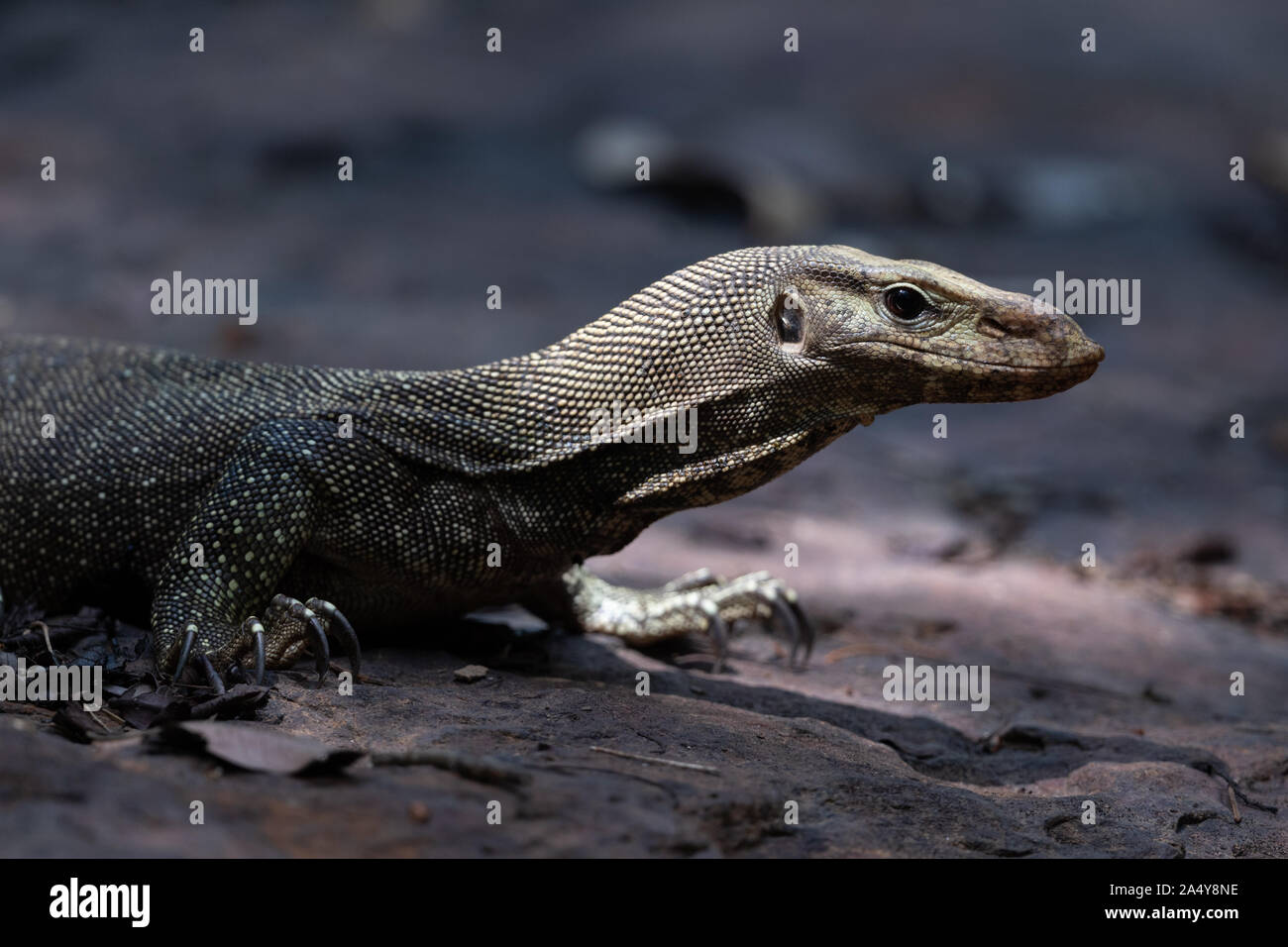 Il offuscato monitor (Varanus nebulosus) è una specie di lucertola monitor, nativo di Birmania, Tailandia e Indocina a Malaysia occidentale e Singapore, Java e Foto Stock
