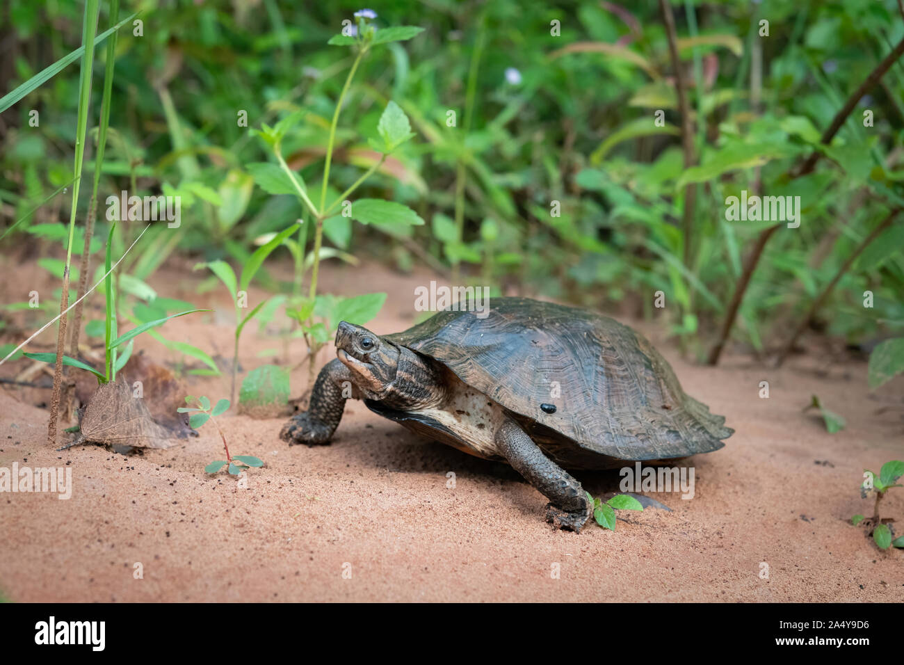 Oldham foglia della tartaruga (Cyclemys oldhamii è una specie di tartaruga in famiglia Geoemydidae.visto qui in Pang Sida Parco Nazionale. Foto Stock