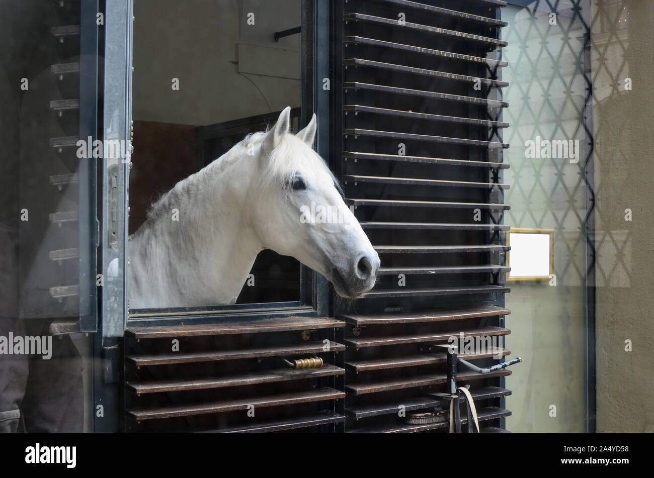 La testa di un cavallo bianco guarda fuori dalla finestra stabile Foto Stock