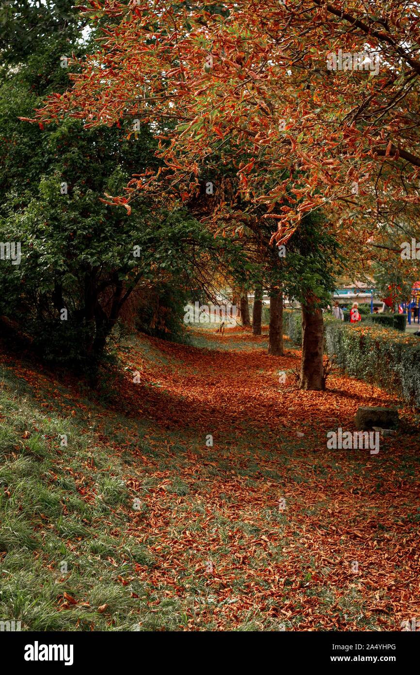 Bella scena autunnale del golden-parco verde di alberi e marrone letto frondoso. Foto Stock