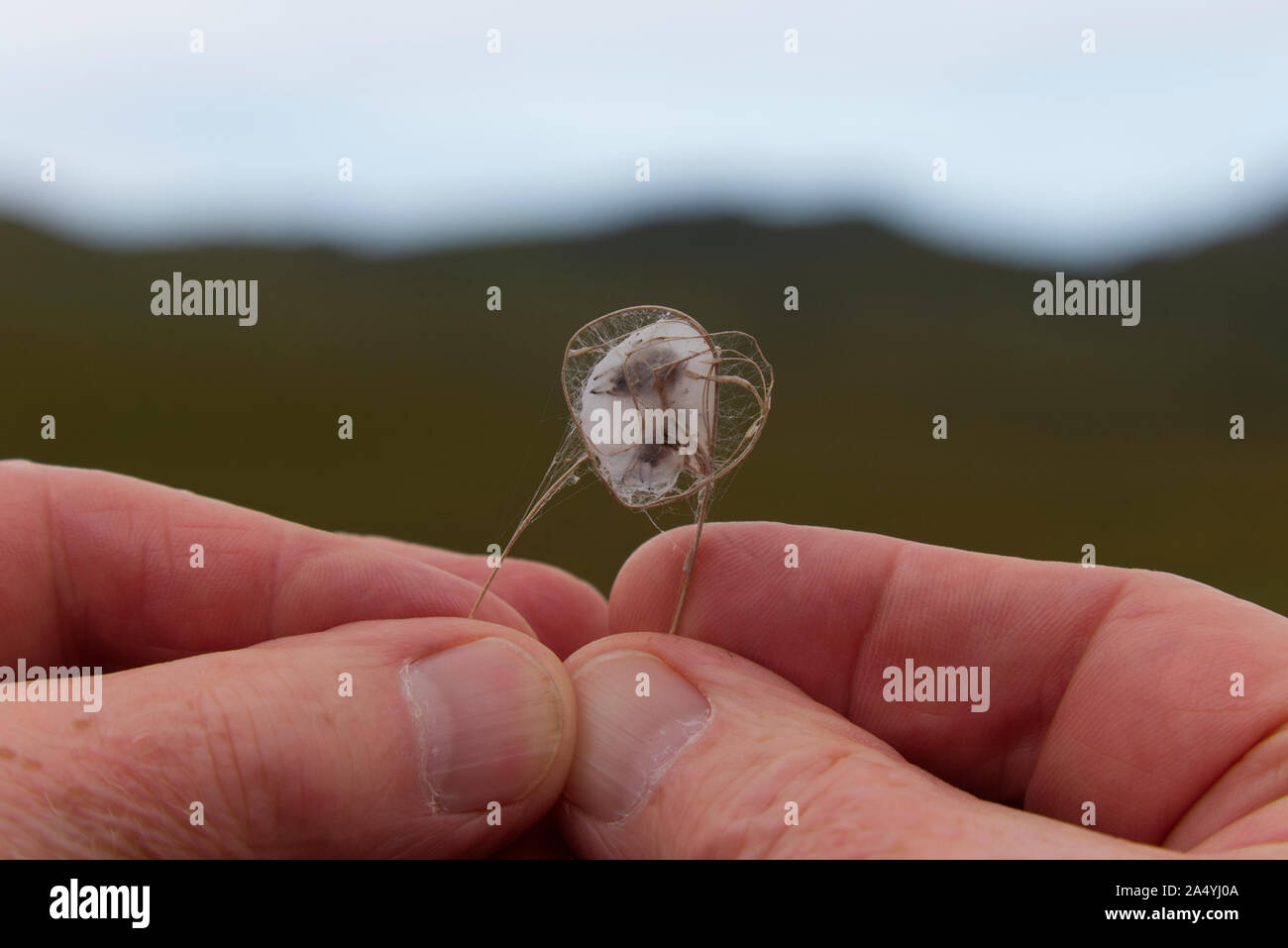 Cuore delicato spider a forma di nido fatto di gambi di erba, Highland Scozia Scotland Foto Stock