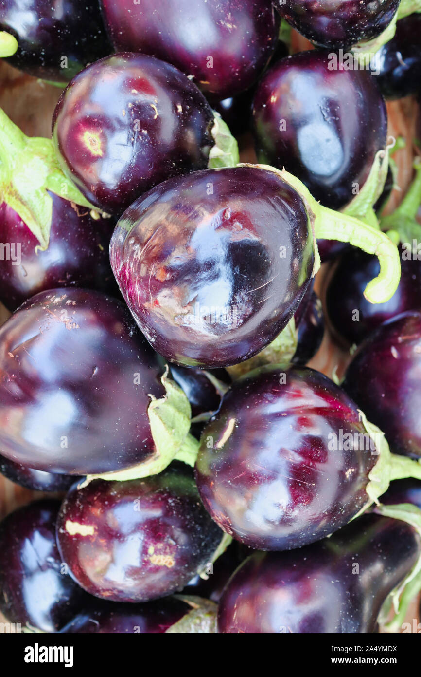 Un mucchio di melanzane fresche piante di uovo Foto Stock
