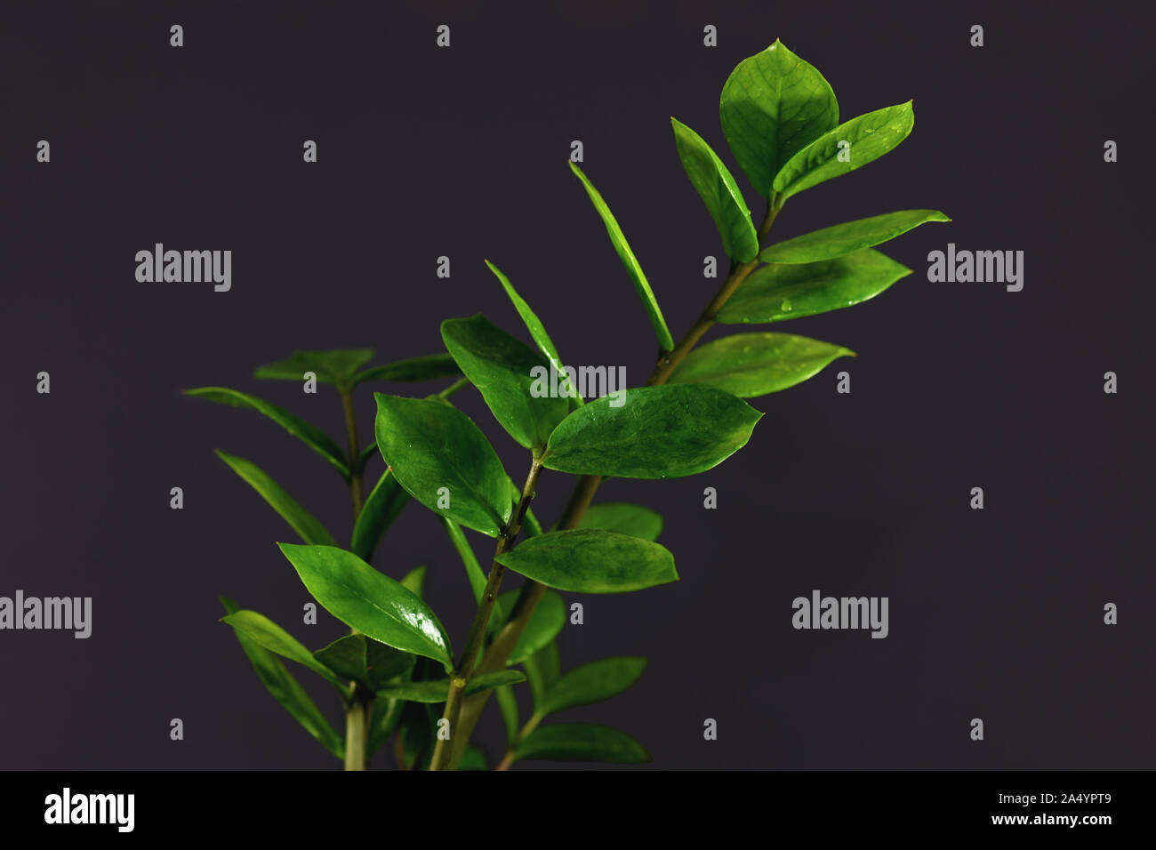 Il ramo di tropicale 'Zamioculcas Zamiifolia' pianta di casa on dark sfondo nero, chiamato anche "impianto ZZ' o 'Emerald Palm' Foto Stock