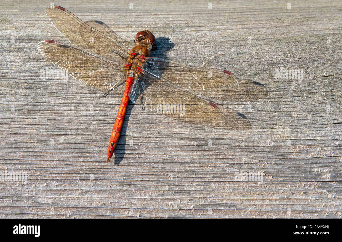 Unico dragonfly regolate su un weathered tavolato in legno Foto Stock