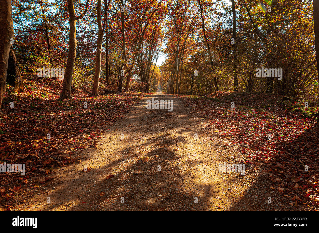 Italia Piemonte Venaria Reale Parco Regionale La Mandria - autunno Foto Stock