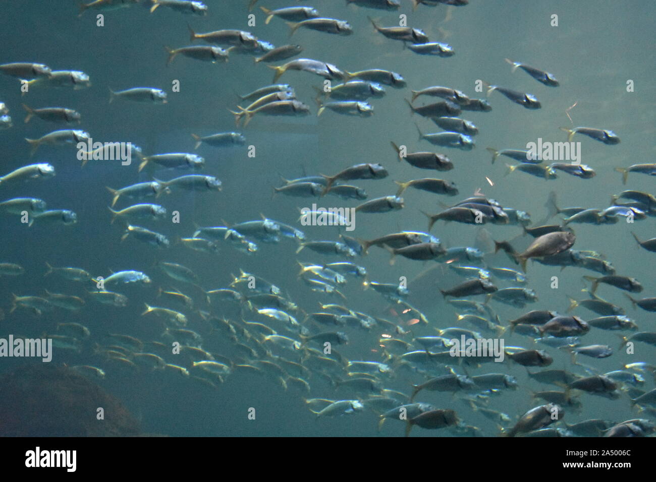 0042 pesce che nuota sott'acqua..JPG Foto Stock