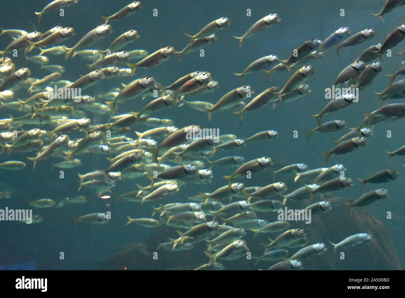 0047 pesce che nuota sott'acqua..JPG Foto Stock
