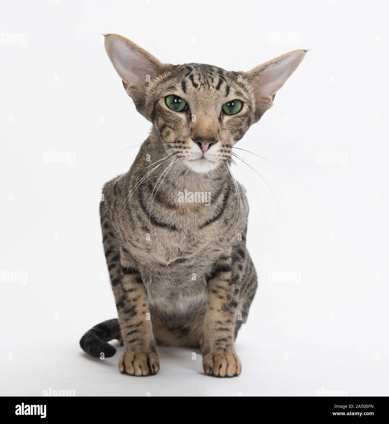 Oriental capelli corti cat, Spotted Tabby, 2 1/2 anni, maschio, Foto Stock