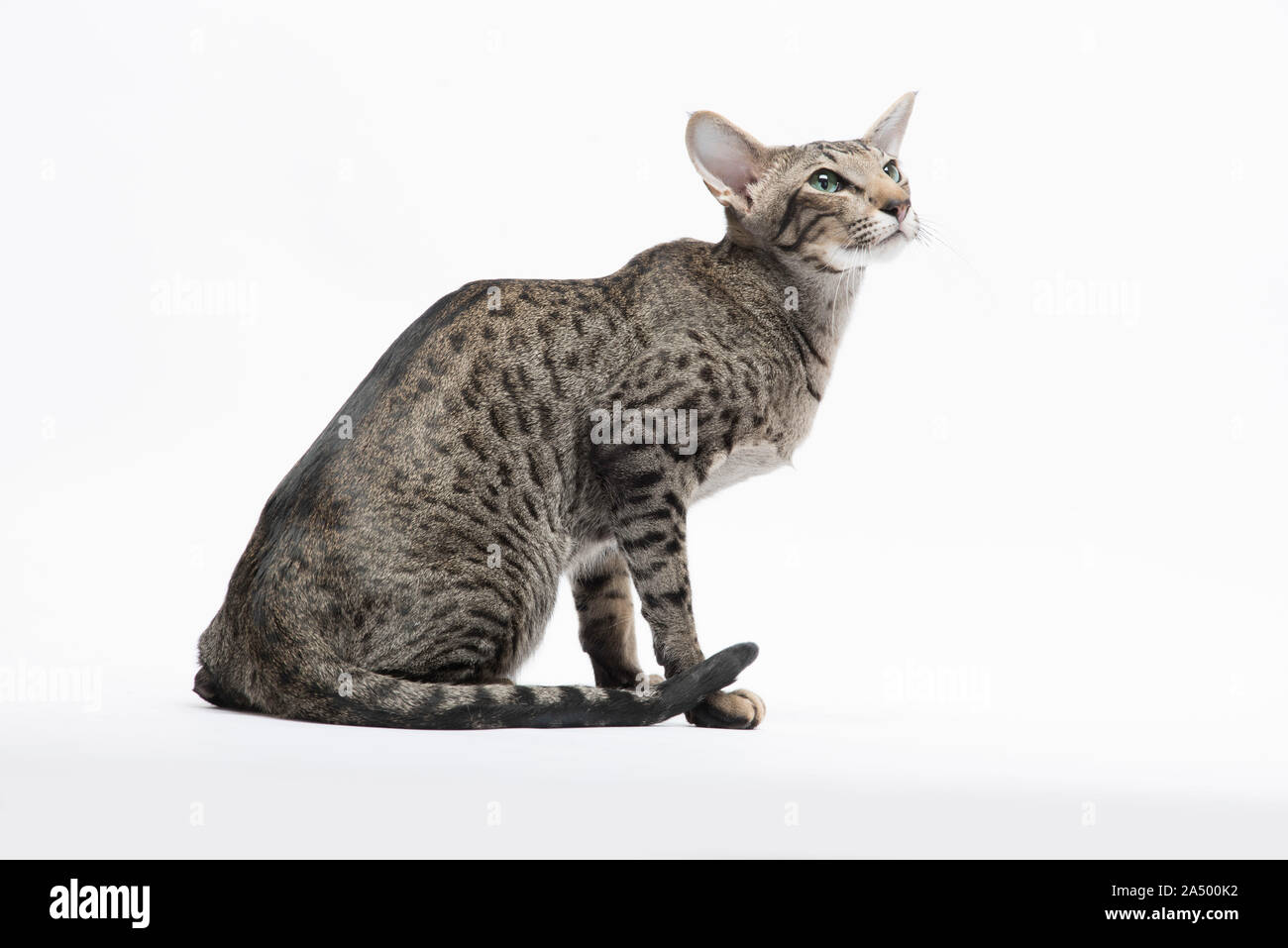 Oriental capelli corti cat, Spotted Tabby, 2 1/2 anni, maschio, Foto Stock