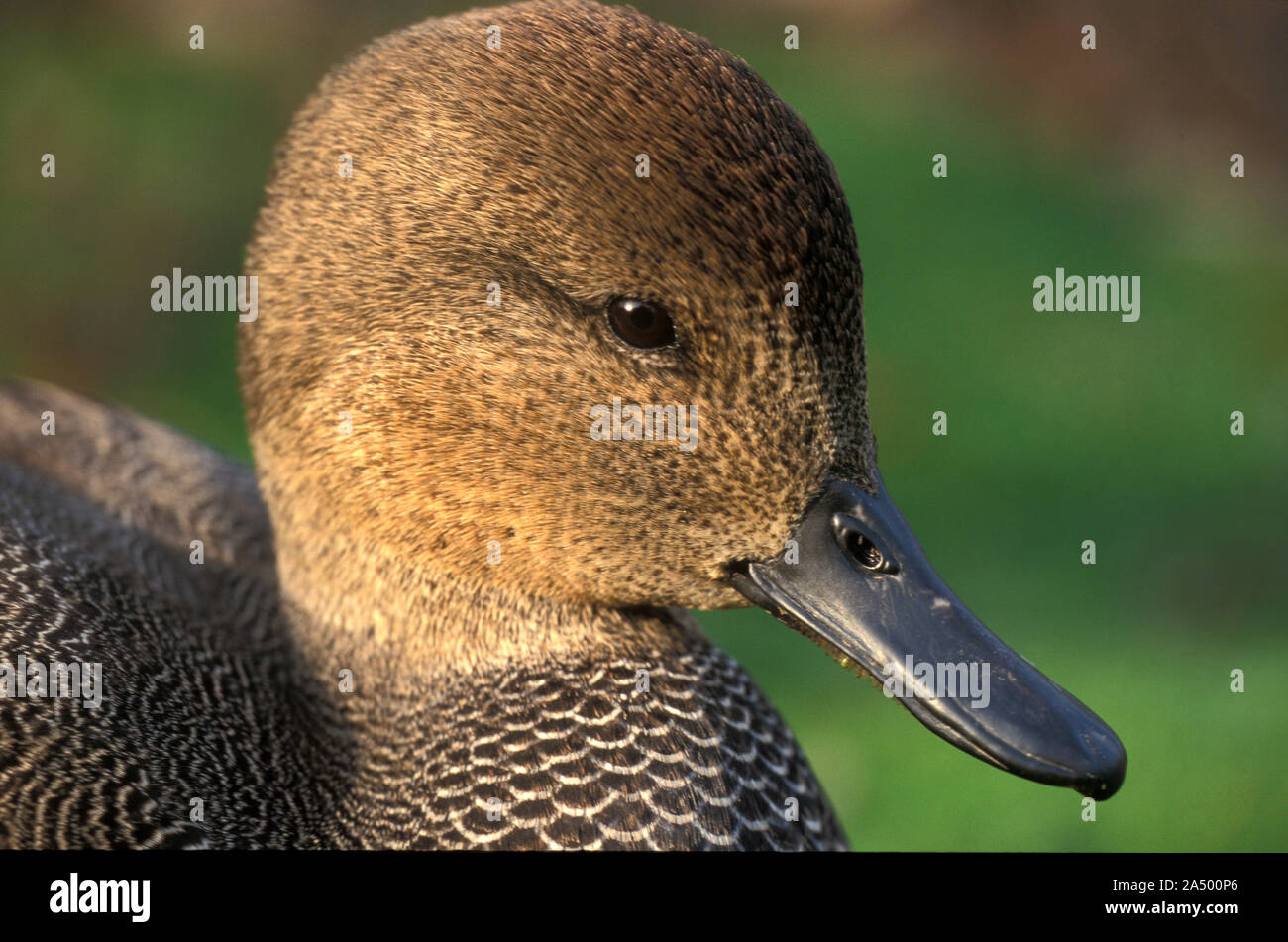 Canapiglia Duck, Mareca strepera, UK, a dedicarmi Duck, ritratto Foto Stock