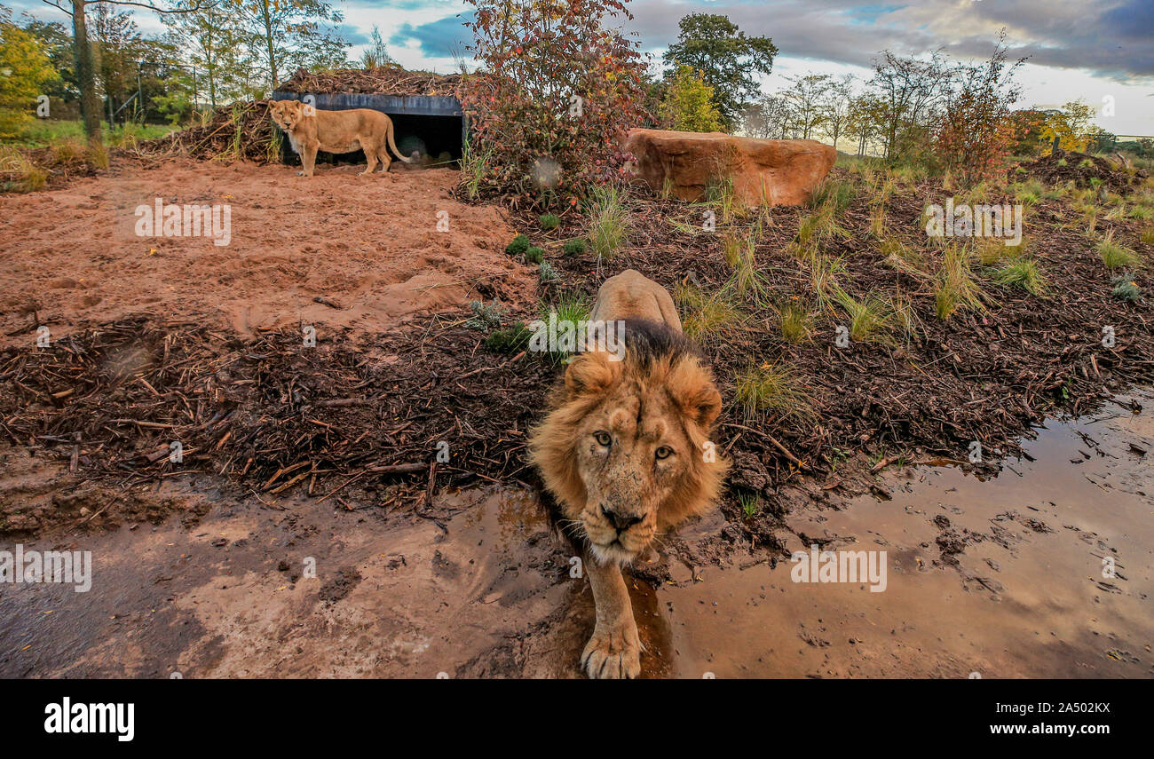 Lblis il maschio di leone asiatico passeggiate intorno al nuovo Lion habitat per lo Zoo di Chester, Cheshire. Foto Stock