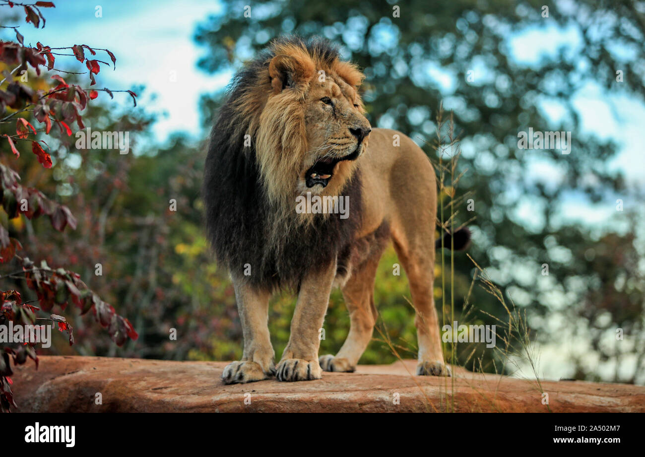 Lblis il maschio di leone asiatico su una roccia nel nuovo lion habitat per lo Zoo di Chester, Cheshire. Foto Stock