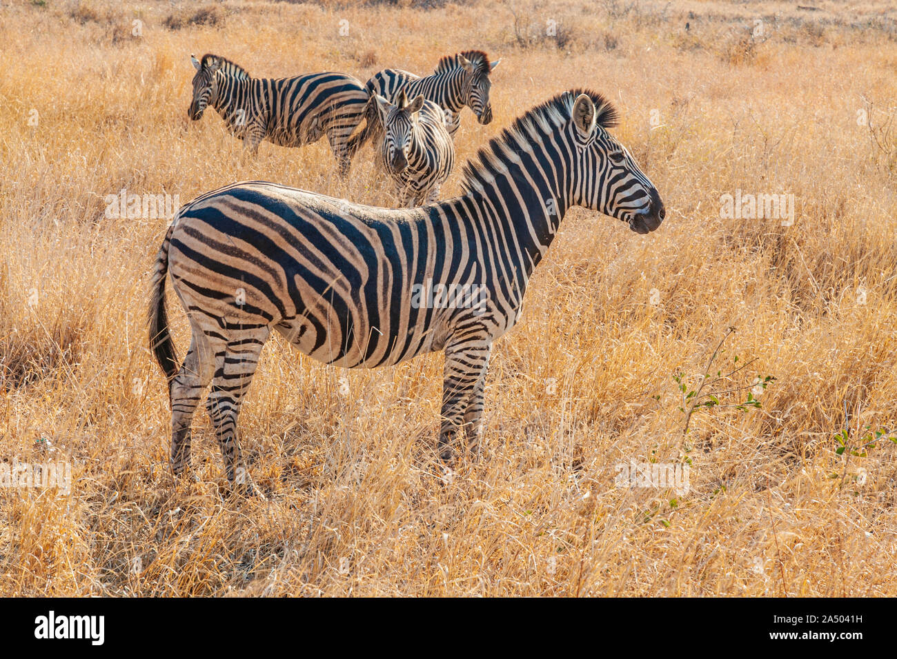 African Zebra nel Parco Nazionale di Kruger Foto Stock