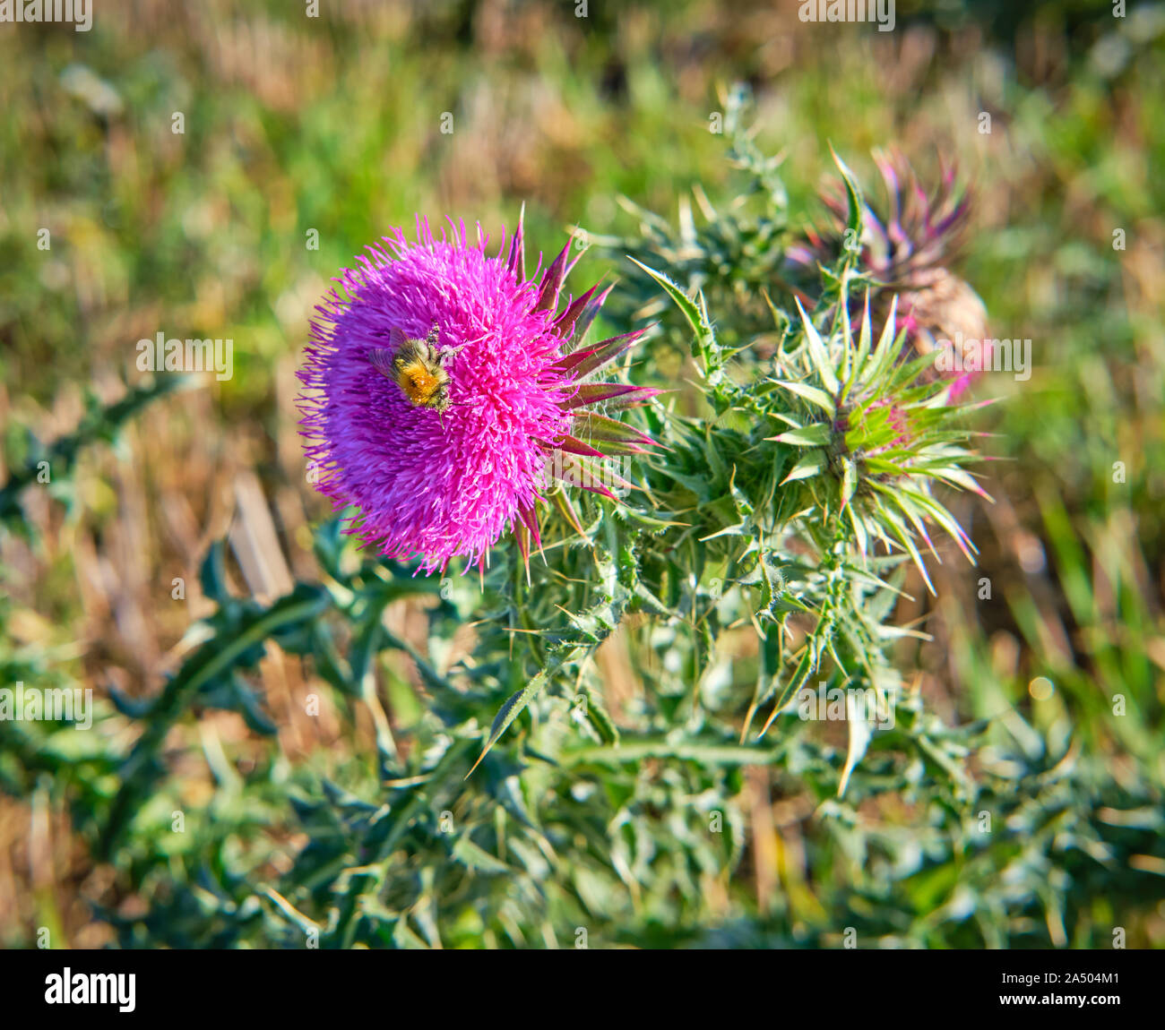 Un Bumble Bee Bombus muscorum coperti di polline su un purlple bull thistle bloom fiore Foto Stock
