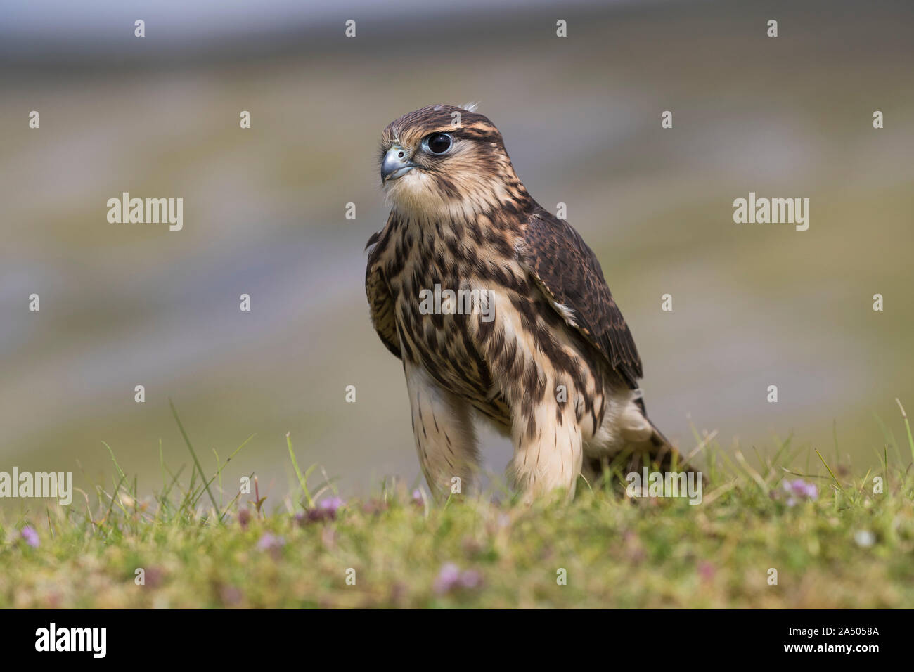 Merlin (Falco columbarius), captive, Cumbria, Regno Unito Foto Stock