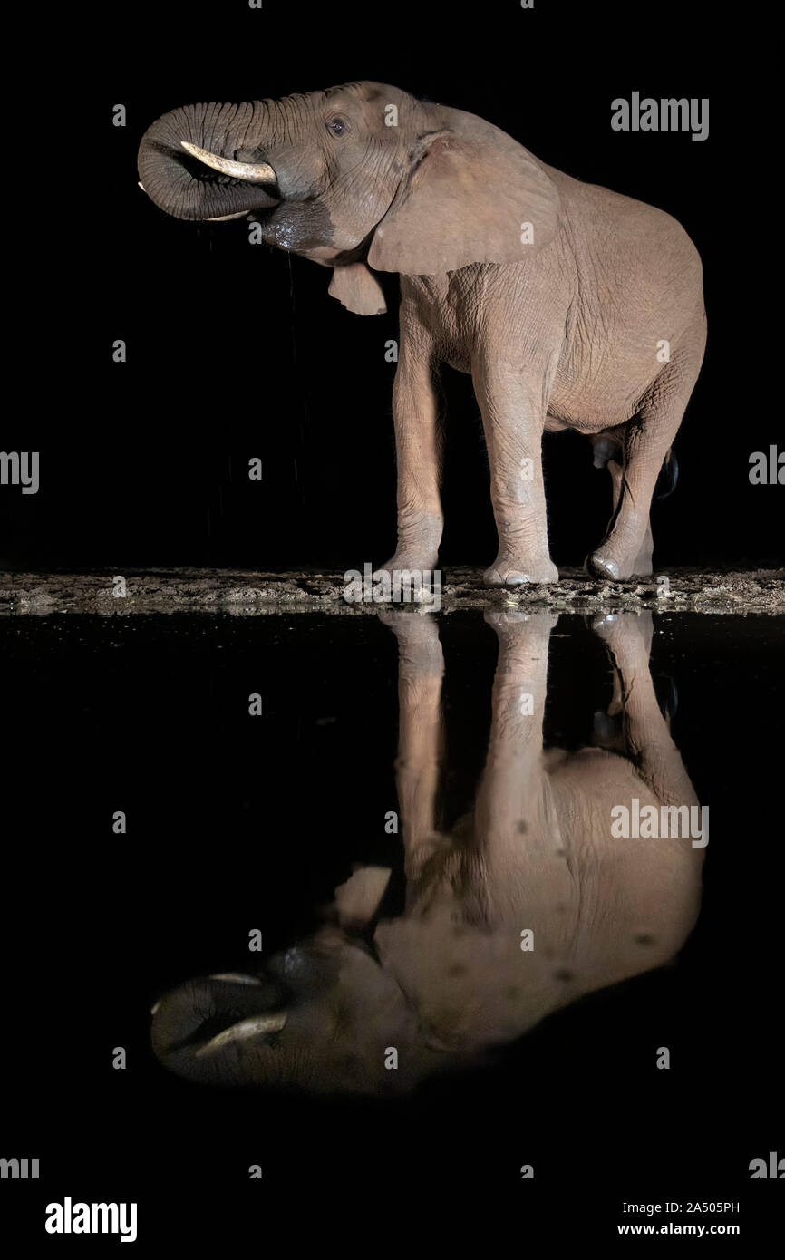 Elefante africano (Loxodonta africana) in acqua durante la notte, Zimanga Game Reserve, KwaZulu-Natal, Sud Africa Foto Stock
