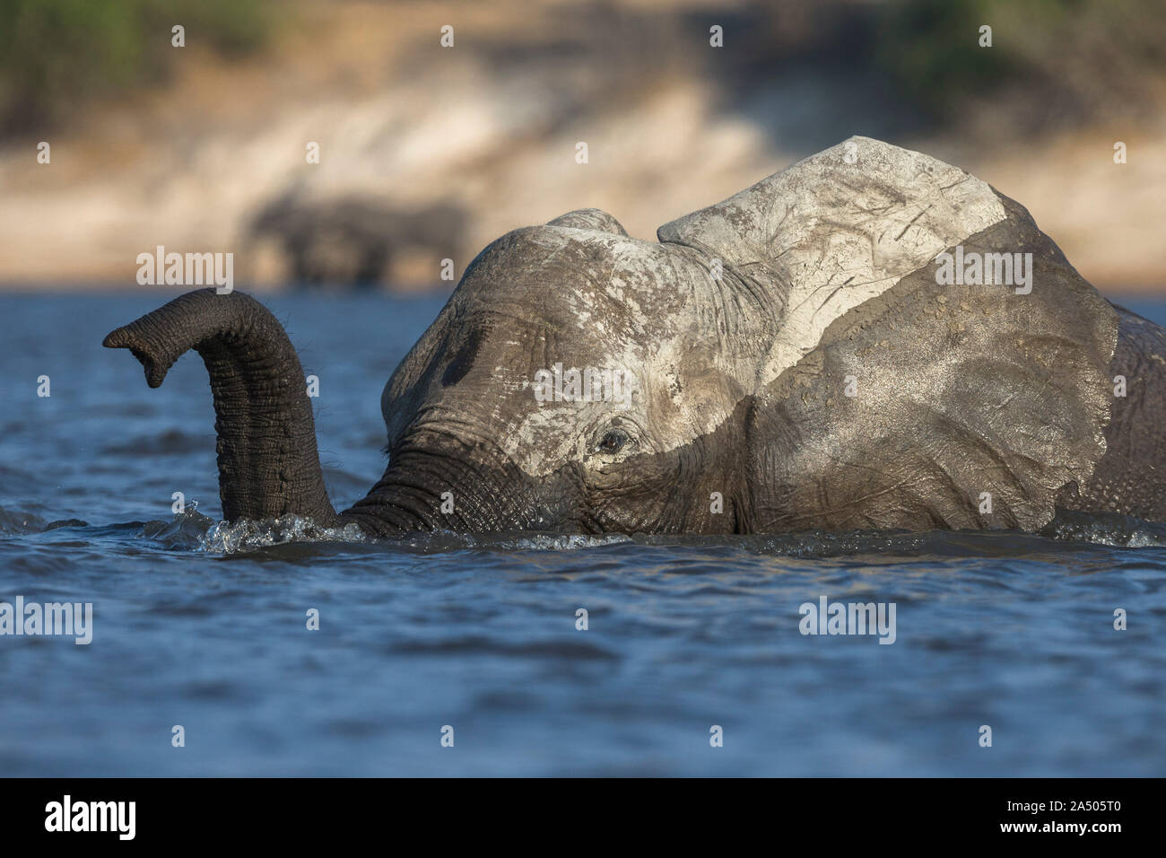 Elefante africano (Loxodonta africana) Attraversamento fiume Chobe, Chobe National Park, Botswana Foto Stock
