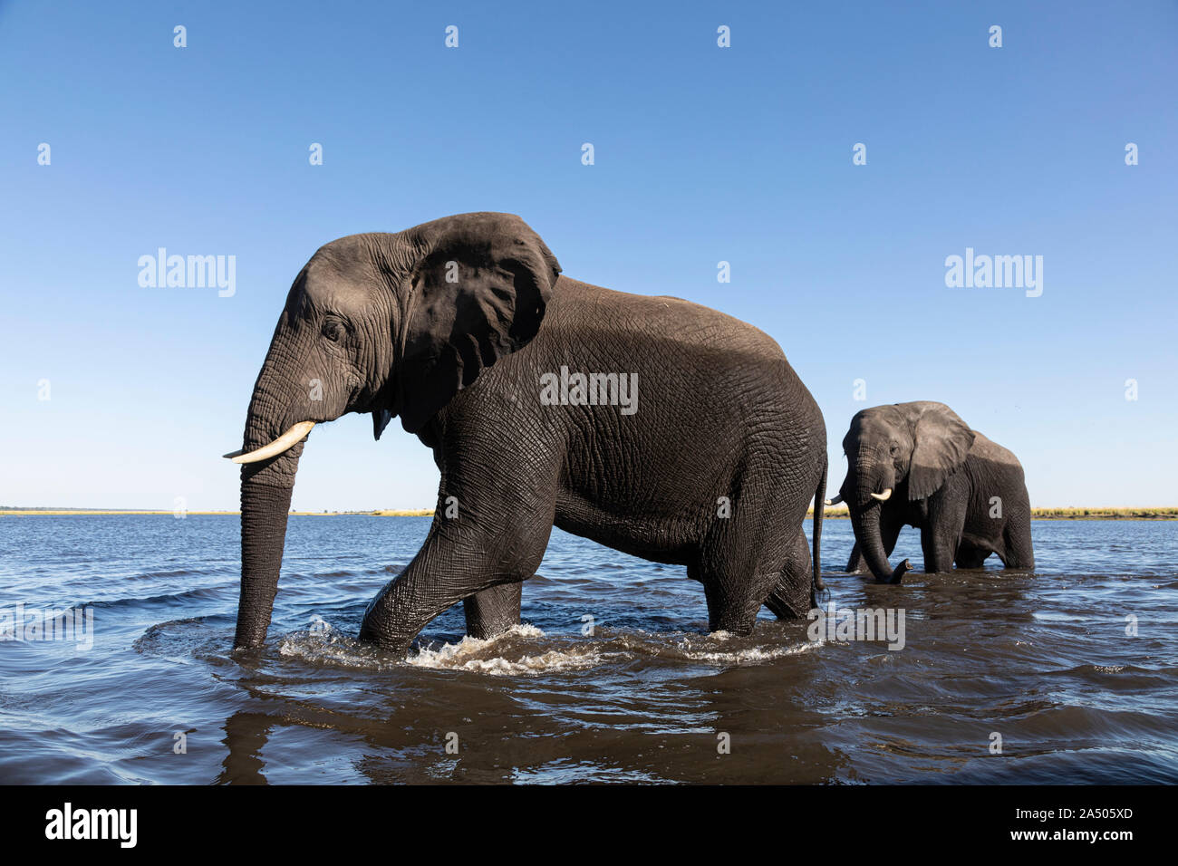 Elefante africano (Loxodonta africana) Attraversamento fiume Chobe, Chobe National Park, Botswana Foto Stock