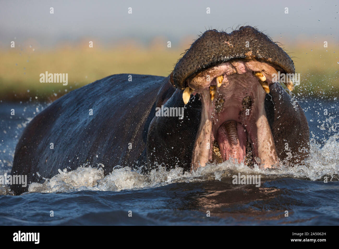 Ippona (Hippopotamus amphibius) aggressione, Chobe National Park, Botswana Foto Stock