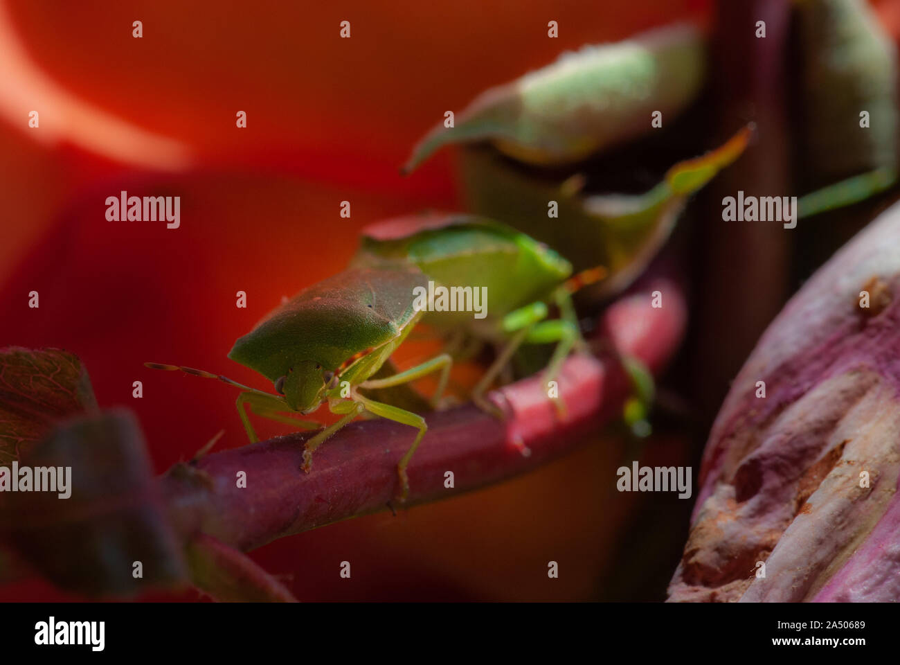 In prossimità dei due bug di protezione coniugata ? Su un ramo di rosso con sfondo rosso. La camera per la copia Foto Stock