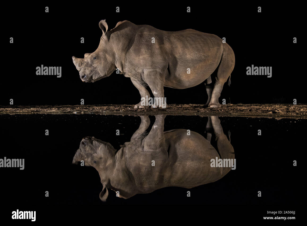 White Rhino (Ceratotherium simum) ad acqua a notte, Zimanga riserva privata, KwaZulu-Natal, Sud Africa Foto Stock