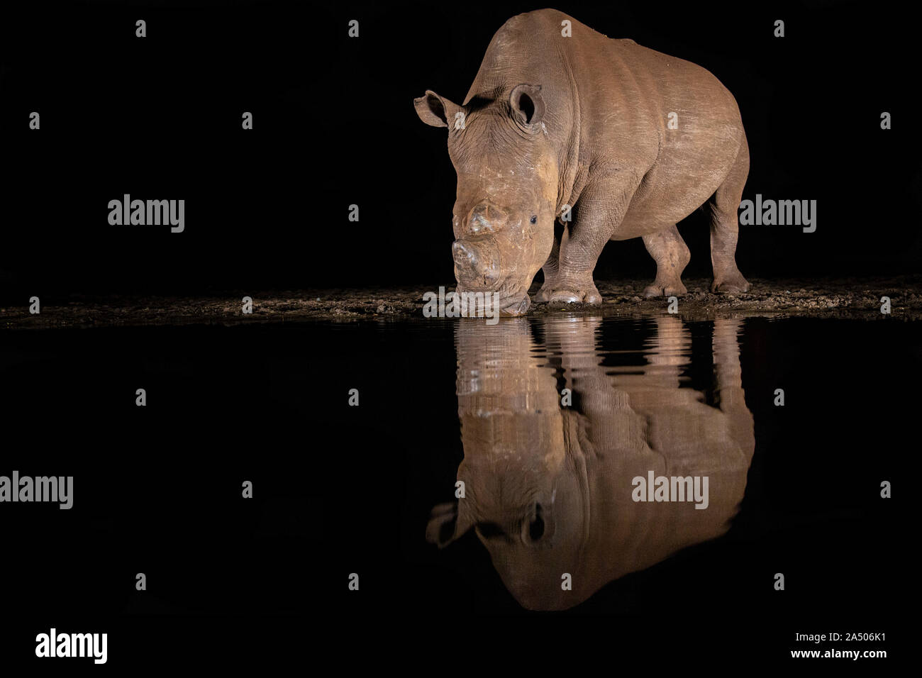 White Rhino (Ceratotherium simum) ad acqua a notte, Zimanga riserva privata, KwaZulu-Natal, Sud Africa Foto Stock
