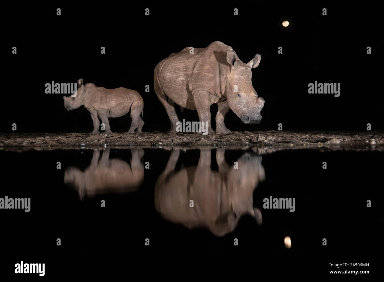 White Rhino (Ceratotherium simum) con vitello in acqua a notte, Zimanga riserva privata, KwaZulu-Natal, Sud Africa Foto Stock