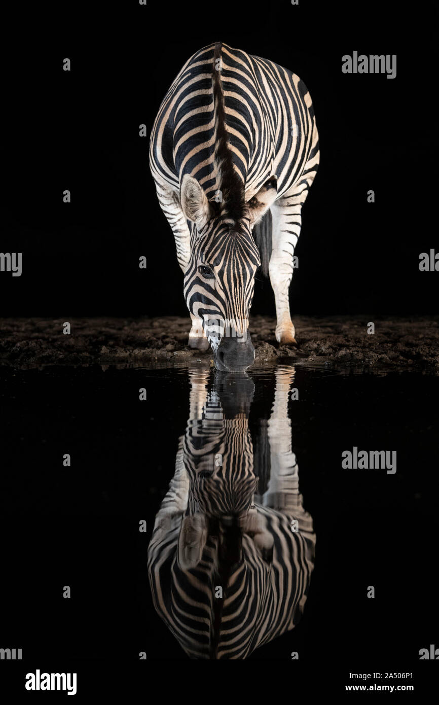 Le pianure zebra (Equus quagga) bere di notte, Zimanga gioco privato, Sud Africa Foto Stock