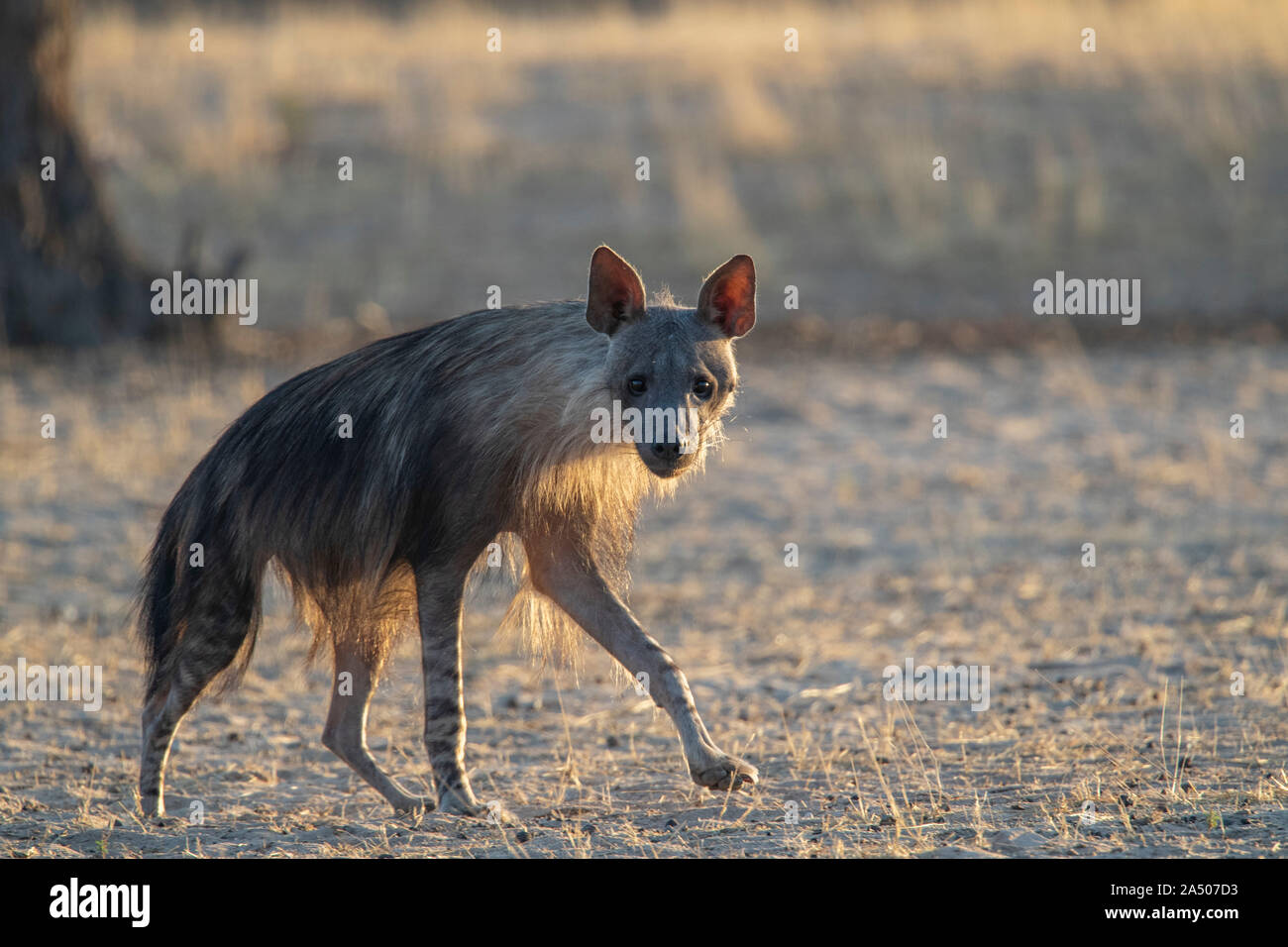 Marrone (hyaena Hyaena brunnea), Kgalagadi Parco transfrontaliero, Sud Africa Foto Stock