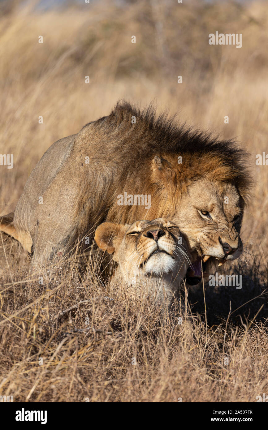 I Lions (Panthera leo) coniugata, Zimanga riserva privata, KwaZulu-Natal, Sud Africa Foto Stock