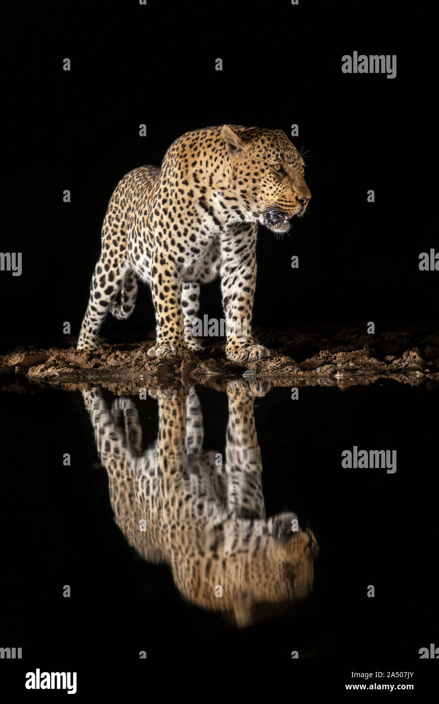 Leopard (Panthera pardus) maschio, Zimanga riserva privata, KwaZulu-Natal, Sud Africa Foto Stock