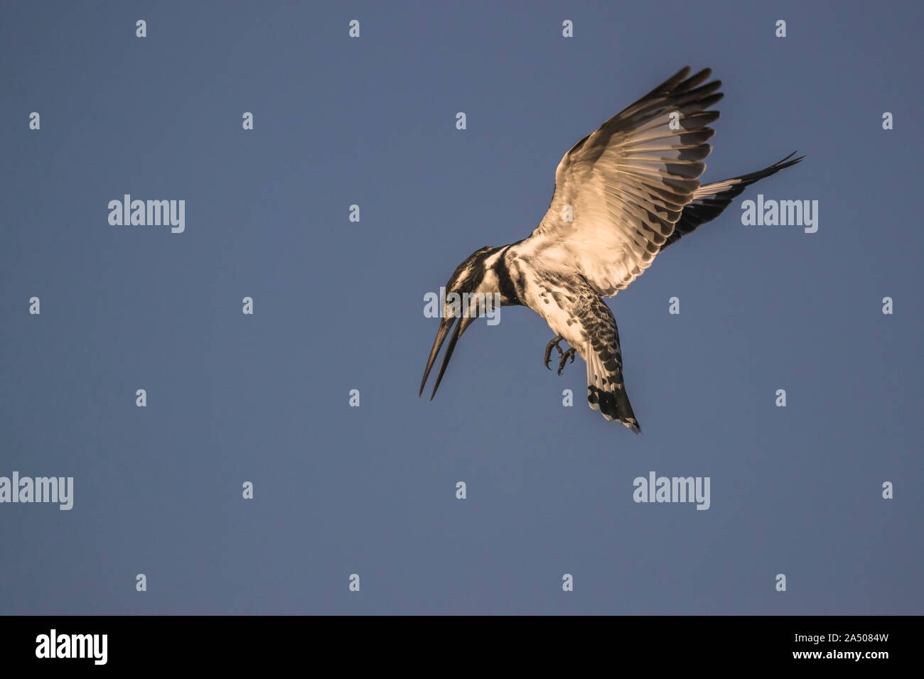 Pied kingfisher (Ceryle rudis) hovering, Zimanga riserva privata, KwaZulu-Natal, Sud Africa Foto Stock