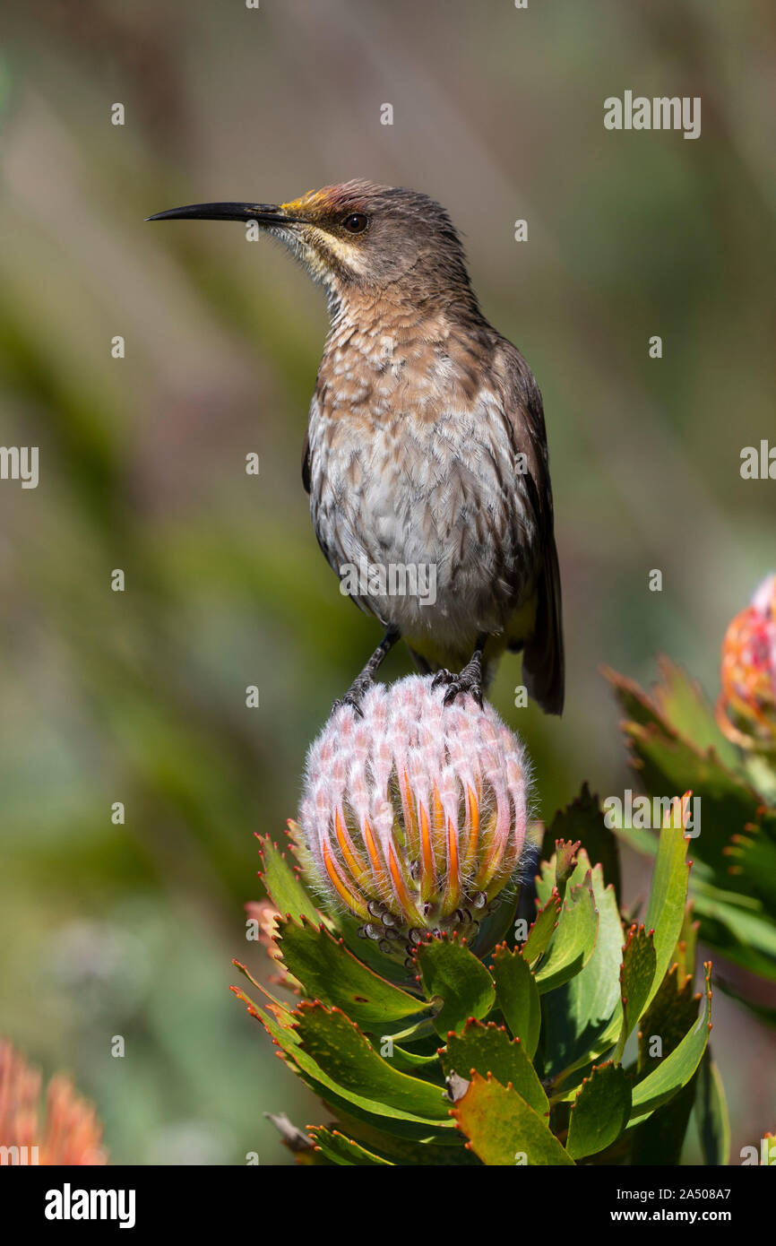 Cape sugarbird (Promerops cafer), Kirstenbosch National Botanical Garden, Cape Town, Sud Africa, Foto Stock