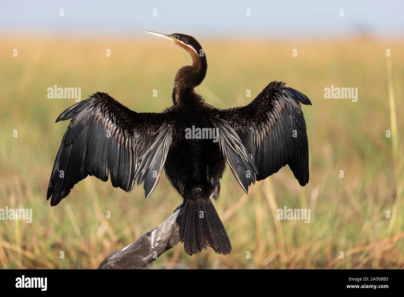 African darter (Anhinga rufa) essiccazione di ali, fiume Chobe, Botswana, Foto Stock