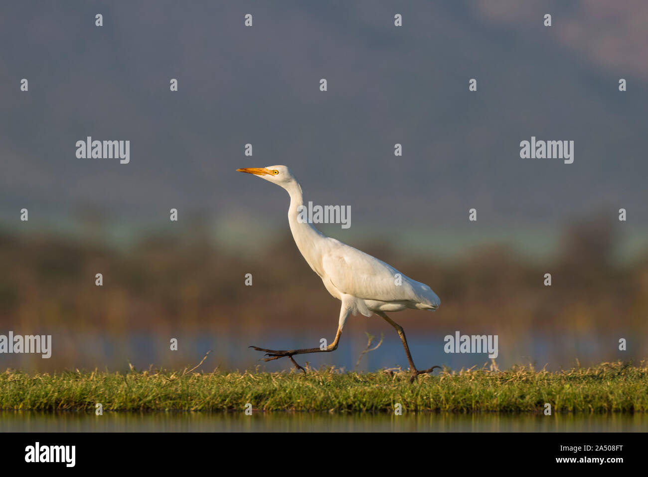 Western airone guardabuoi (Bubulcus ibis), Zimanga riserva privata, KwaZulu-Natal, Sud Africa Foto Stock