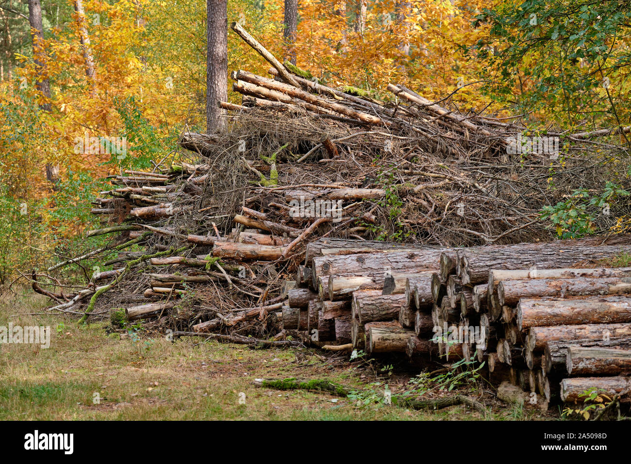 Pile di marciume vecchio legno sono giacenti nella foresta autunnale in Franconia, Germania vicino a Norimberga nel mese di ottobre Foto Stock