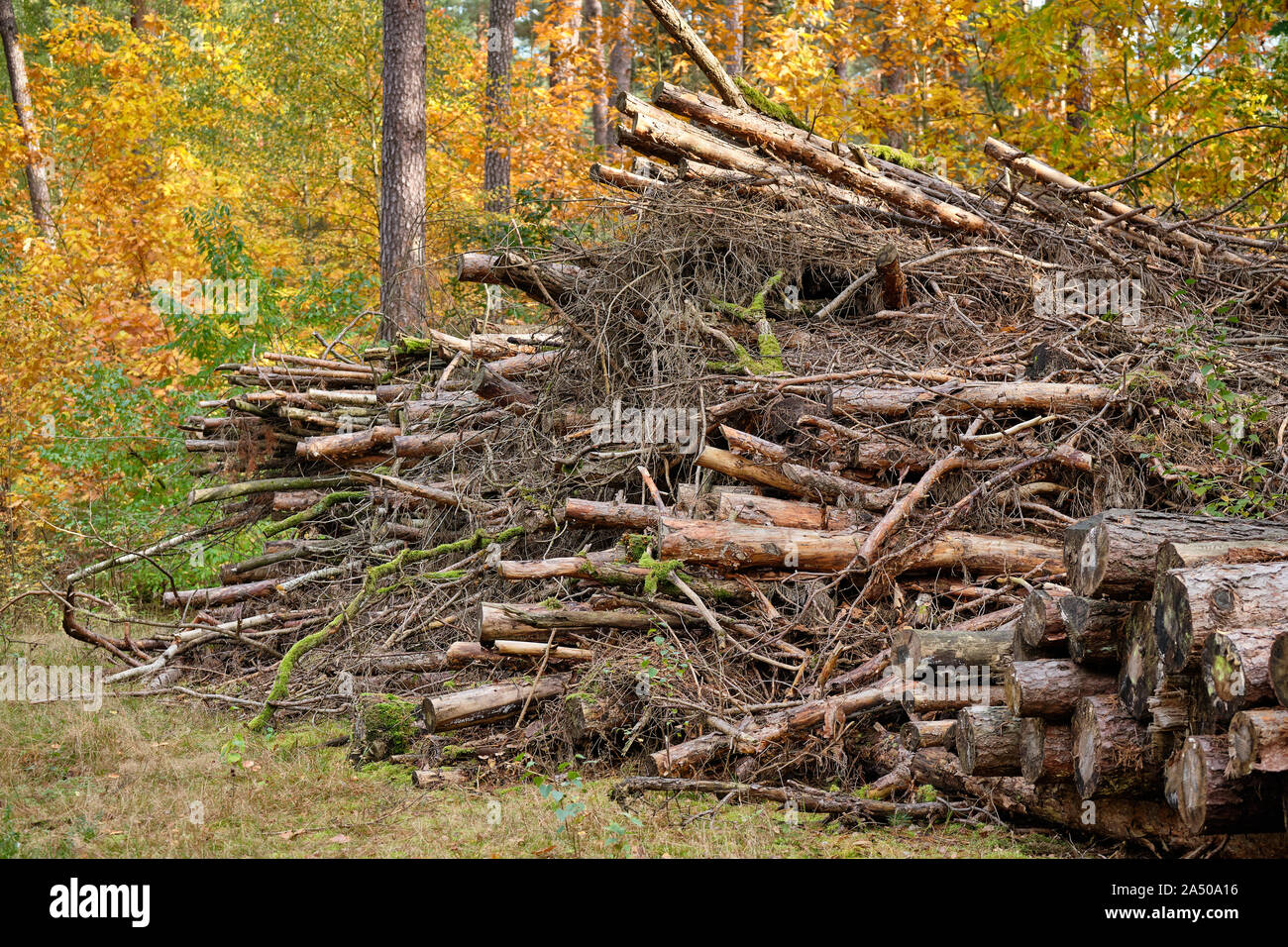 Pile di marciume vecchio legno sono giacenti nella foresta autunnale in Franconia, Germania vicino a Norimberga nel mese di ottobre Foto Stock