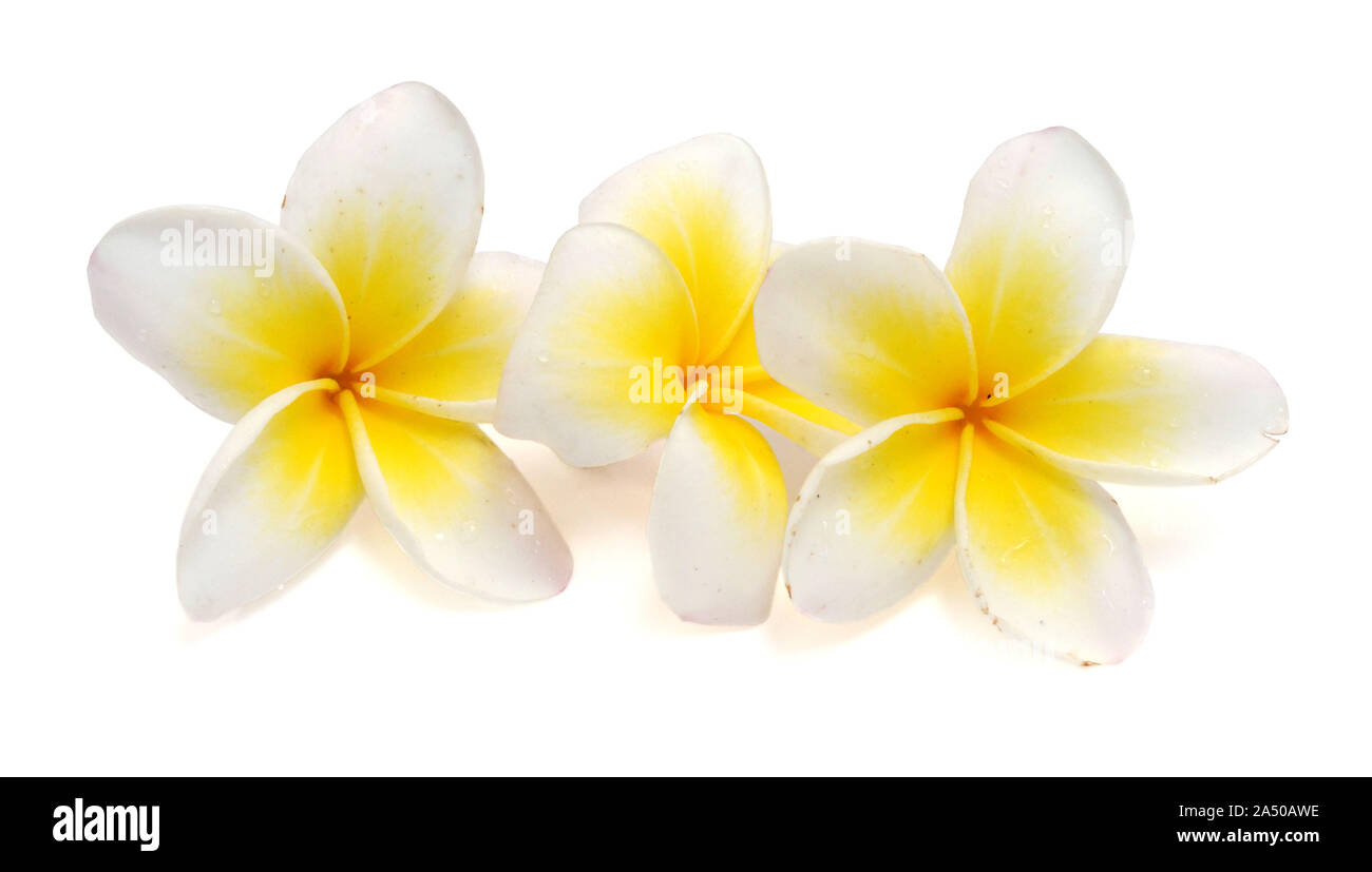 Fiore di plumeria isolati su sfondo bianco Foto Stock