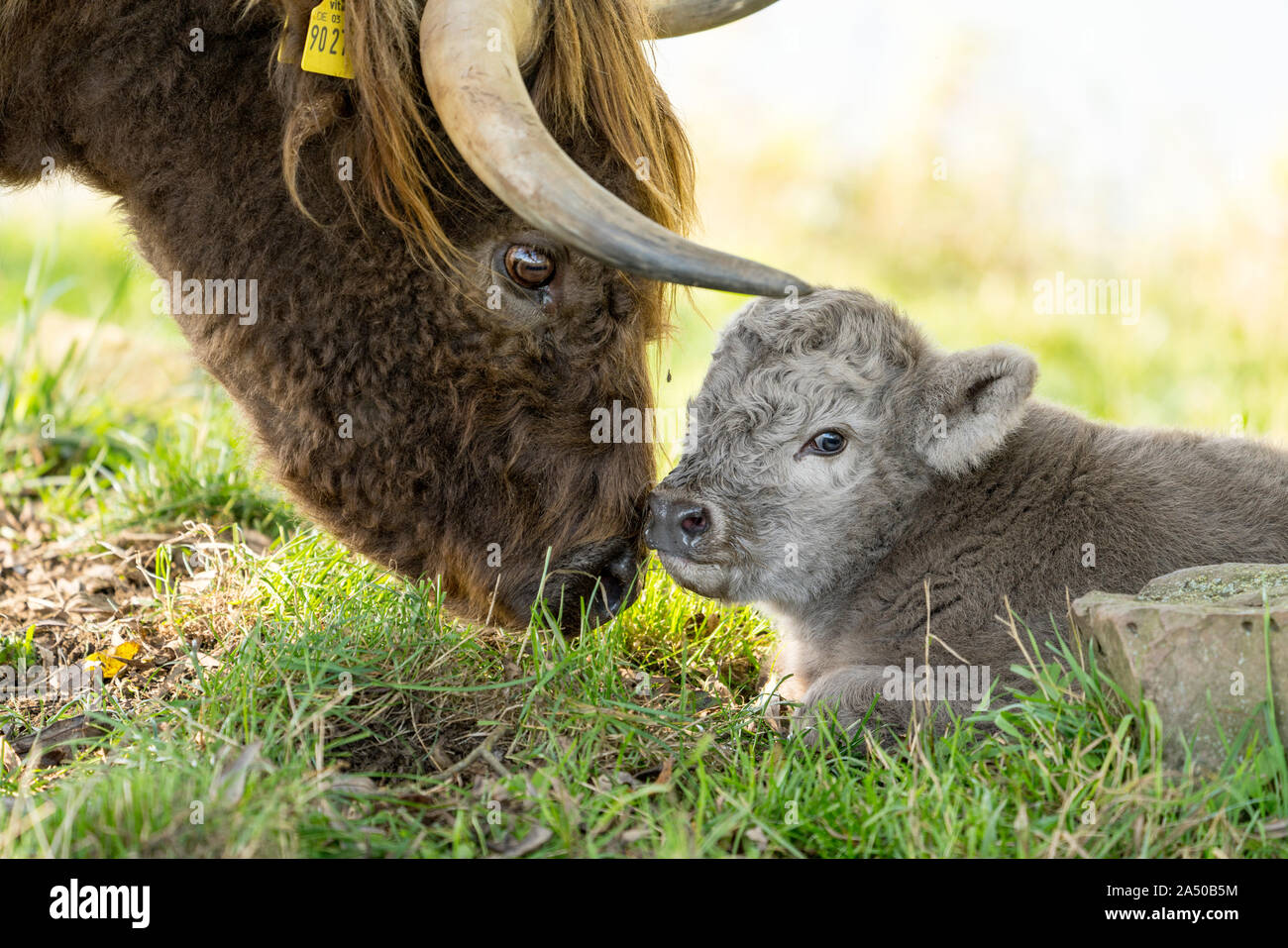 Highland bovini, Madre mucca con vitello Foto Stock