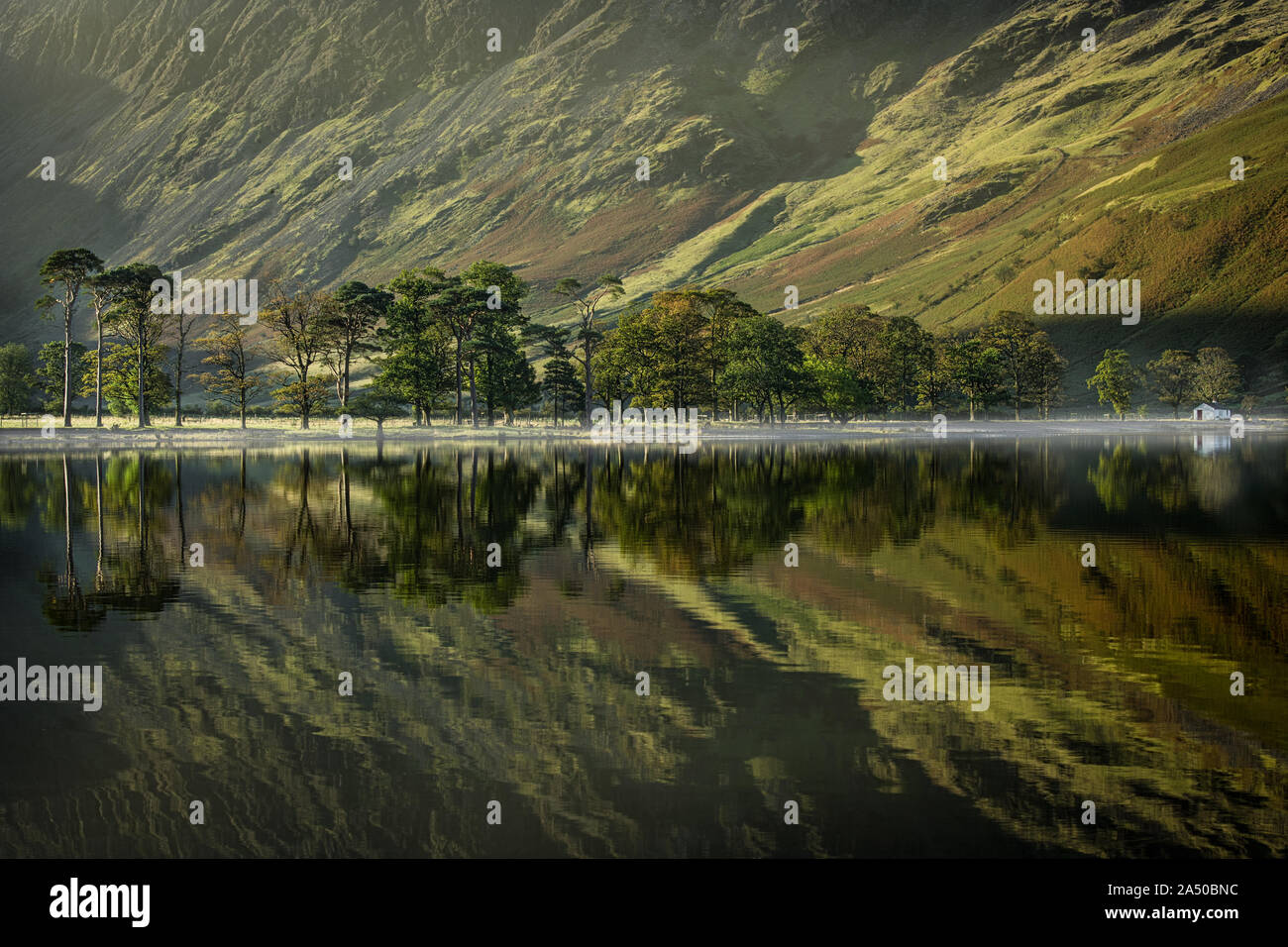 I pini di sunrise in una nebbiosa ancora Buttermere Lake, Lake District, REGNO UNITO Foto Stock