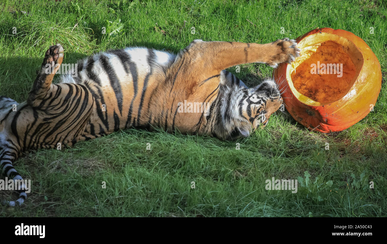 Londra, Regno Unito. Xvii oct, 2019. La tigre di Sumatra Asim, criticamente una specie in via di estinzione (Panthera tigris sondaica) ottiene il suo zampe su un gigante ghoulish zucca e zucche più piccole con carnose tratta all'interno. Lemuri, pigmeo di ippopotami e le tigri sono tutti per arrivare in spirito di Halloween, come ZSL London Zoo conta alla rovescia fino a una settimana di diabolico divertimento per la famiglia e per metà-termine. Credito: Imageplotter/Alamy Live News Foto Stock