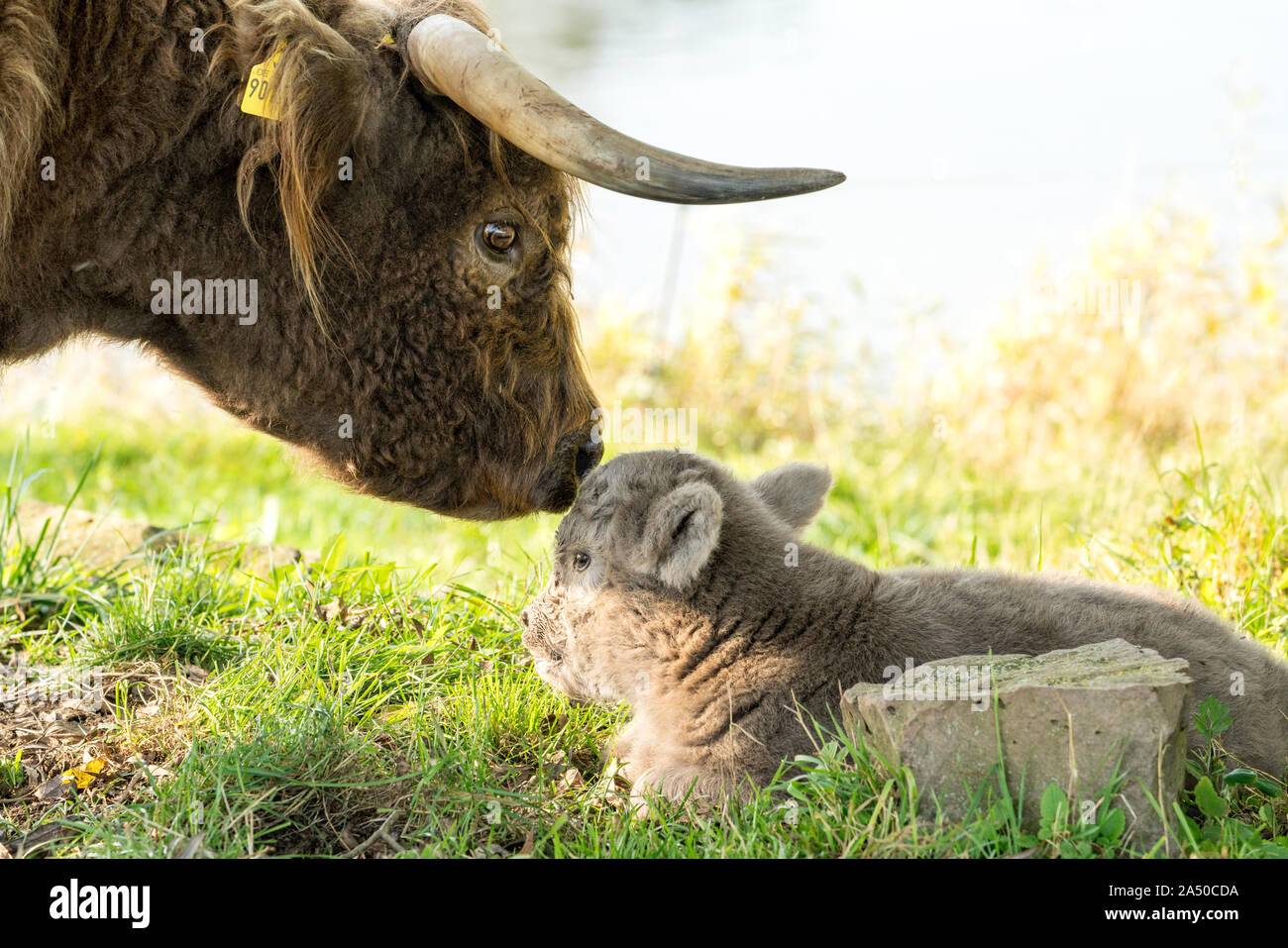 Highland bovini, Madre mucca con vitello Foto Stock