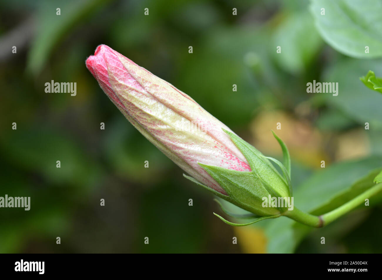 Una bella colorata gemma di un Chinarose.Jaba fuler kuri Foto Stock