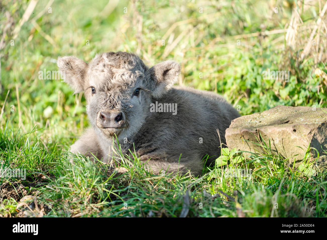 Highland bovini, i giovani vitelli Foto Stock