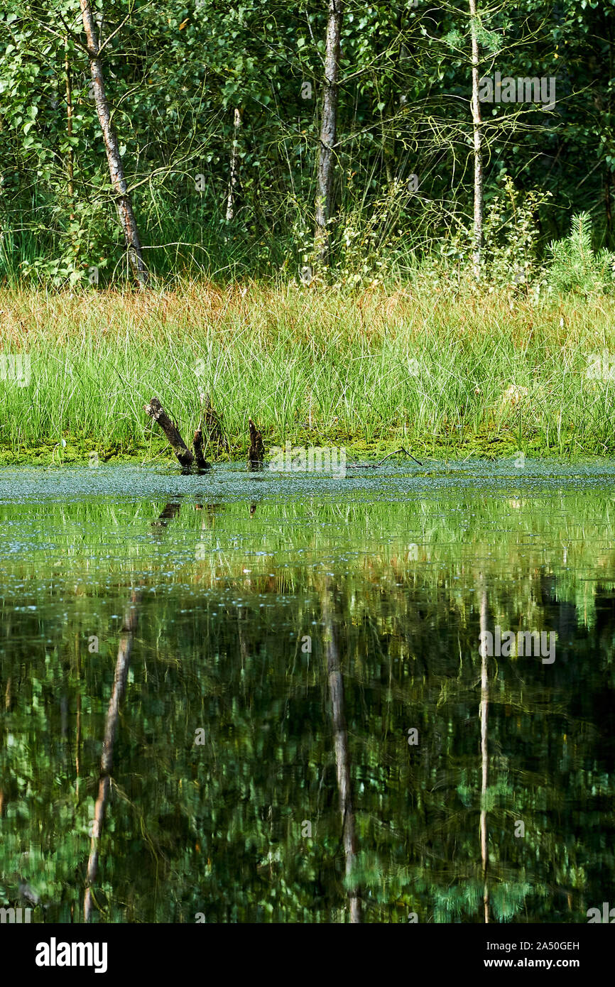 Le betulle riflettendo in acqua della palude Foto Stock
