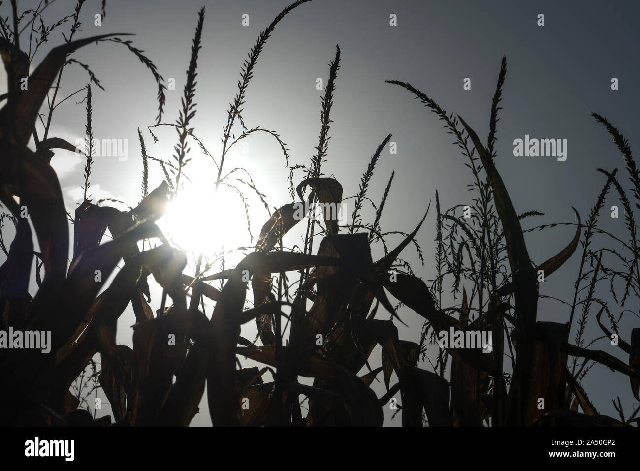 Ripe cornfield in ottobre, mangimi, Oberweser, Weser Uplands, Hesse, Germania, Europa Foto Stock